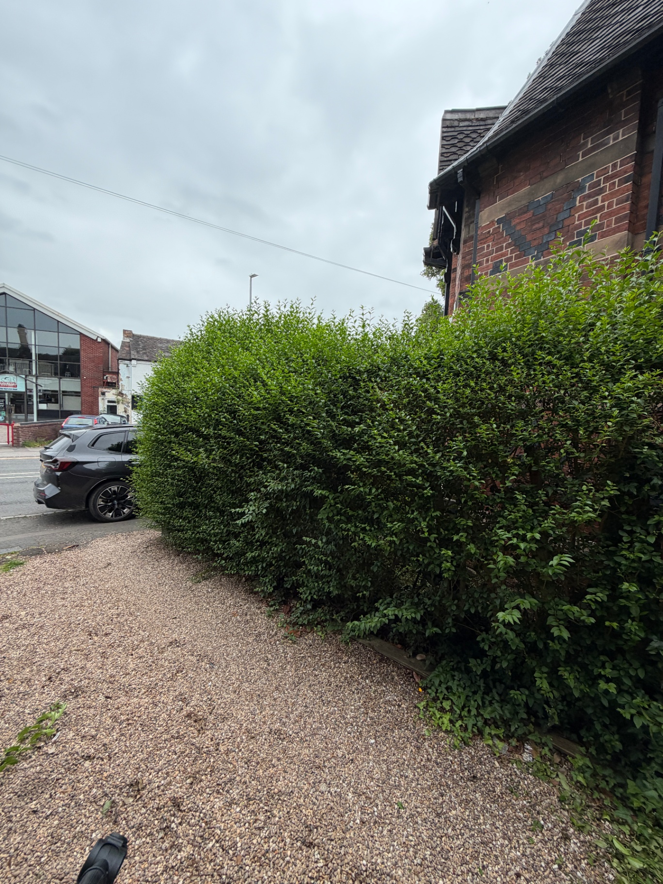 Front hedge overgrown before trimming