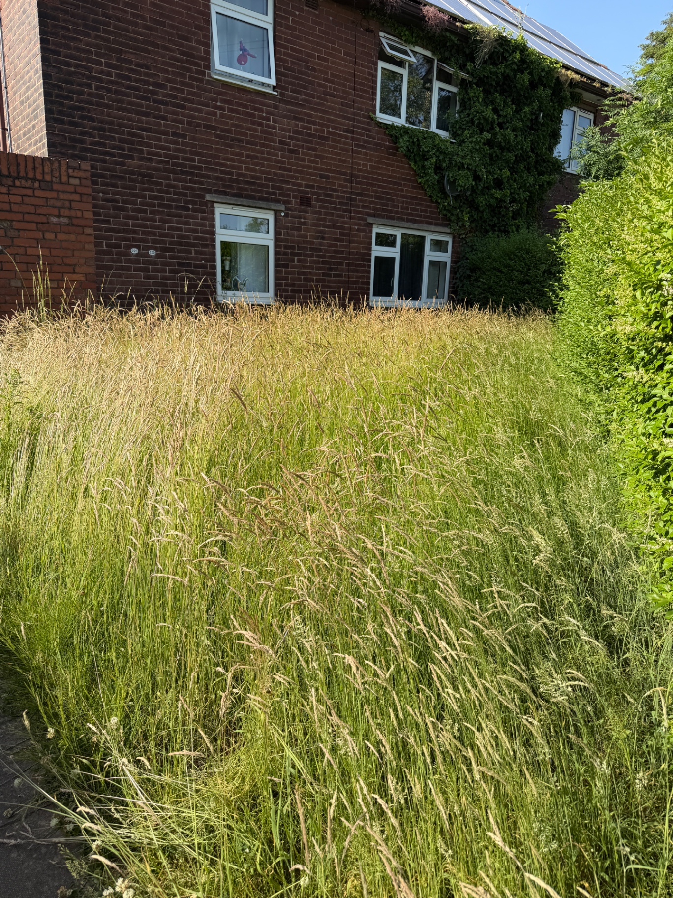 Front garden with knee-high overgrown grass before mowing