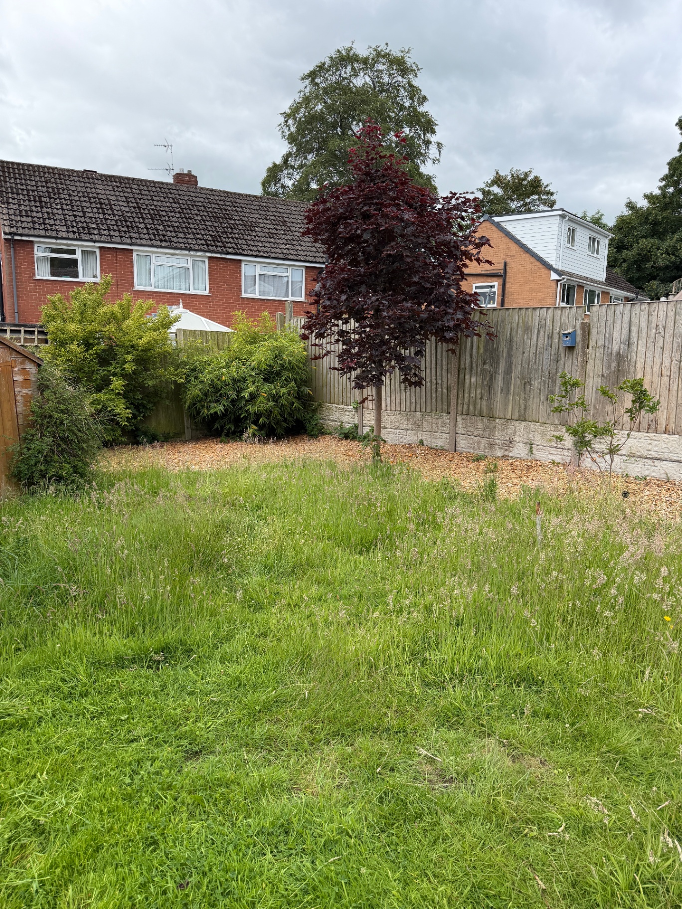 Long overgrown lawn before mowing